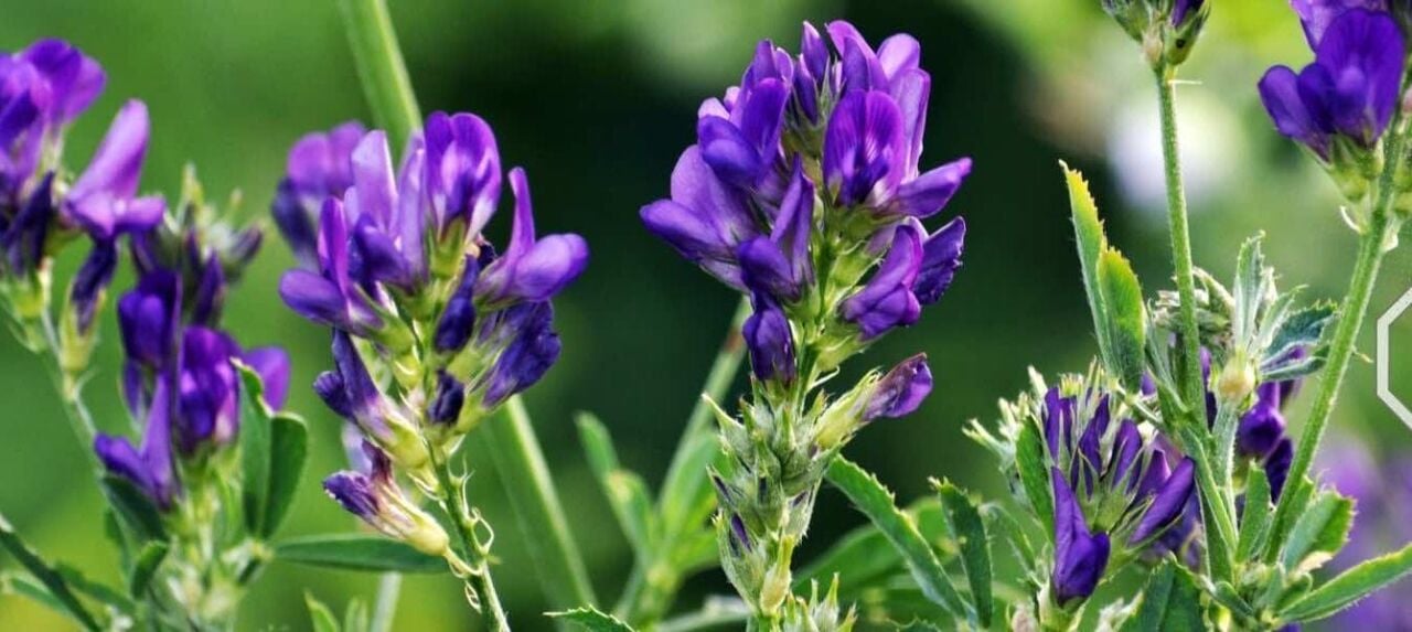 Bitki Sağlığında Biyolojik Azot Fiksasyonunun Avantajları