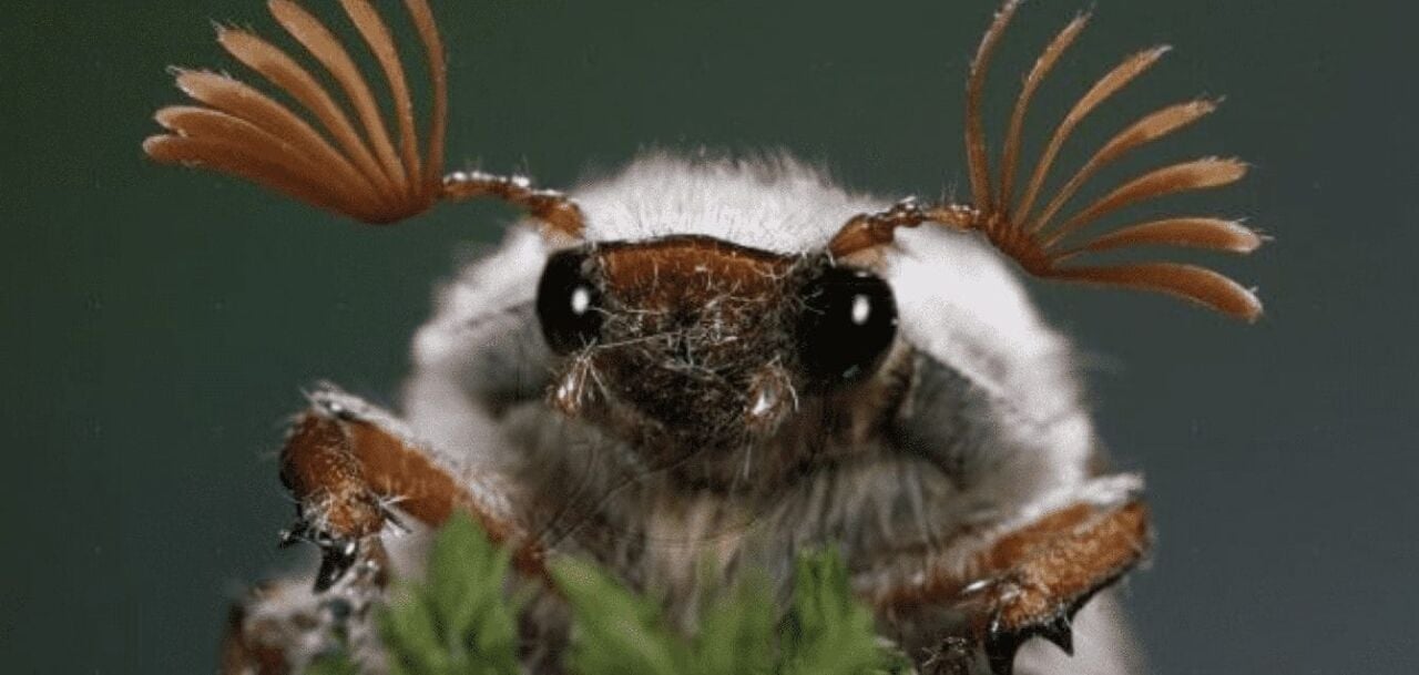 Mayıs Haziran Böcekleri (MANAS)