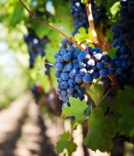 Üzüm Bağlarında