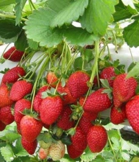 In Strawberry Cultivation